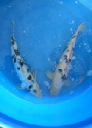 wp0f45fe89_0f.jpg