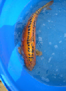 wp38d1ecd6_0f.jpg