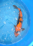 wp3f49ec3b_0f.jpg