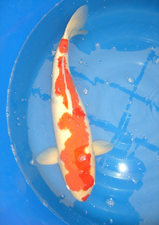 wp5c926d57_0f.jpg