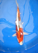 wp670e03f7_0f.jpg
