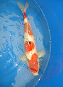 wp74c2e956_0f.jpg