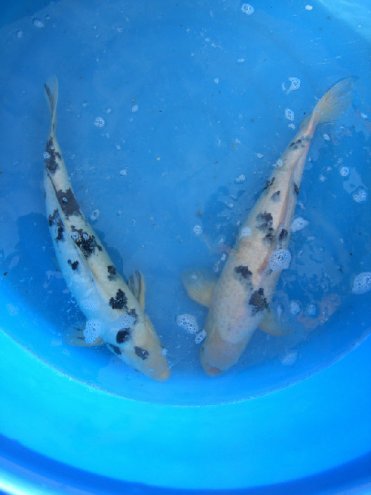 wp76d47ea5_0f.jpg