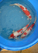 wp773e4e58_0f.jpg