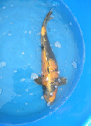 wp87d9db45_0f.jpg