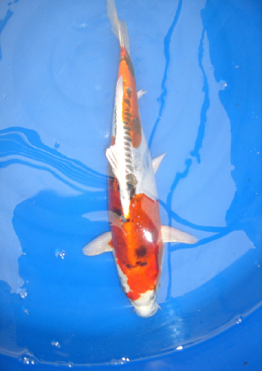 wpbb552fc5_0f.jpg