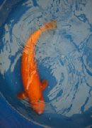 wpe8957d97_0f.jpg